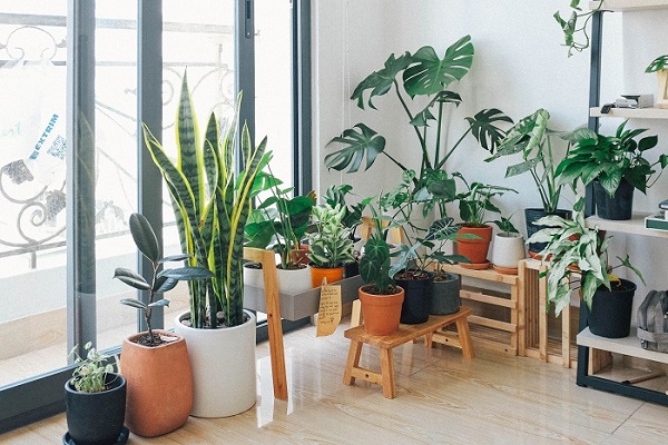 Apartment Gardening