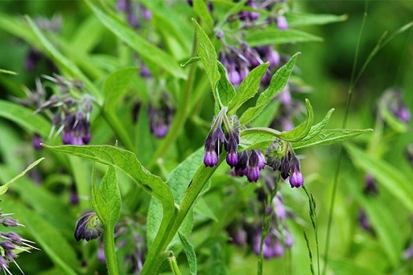 Comfrey