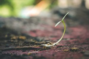 Indoor Seedlings