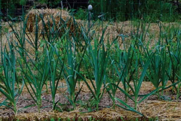 Notill Gardening