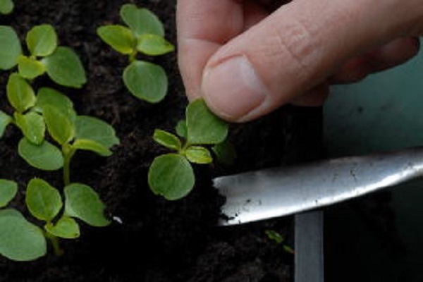 Prick Seedlings