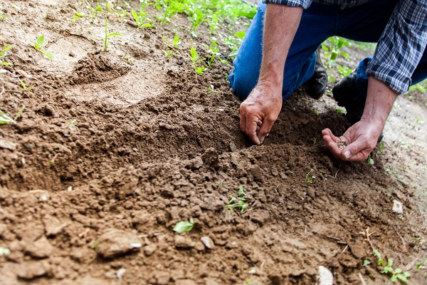 Sowing Seeds