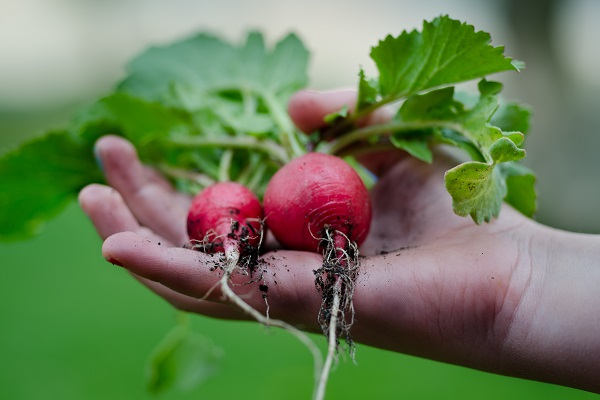 Vegetable Garden