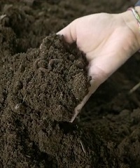 Vermicomposting