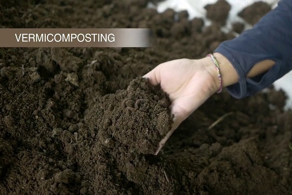 Vermicomposting