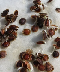 Chitting seeds