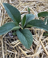 Comfrey plant