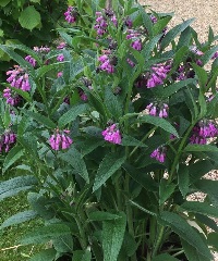 Comfrey flowers