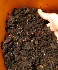 Compost worms