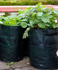 Container bag plants