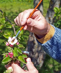 Cross breeding plants