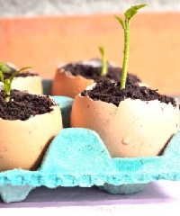 Eggshell plants