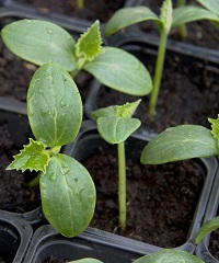 Indoor seedlings