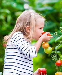 Vege Garden