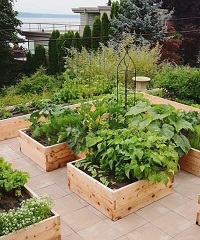 Vegie Garden